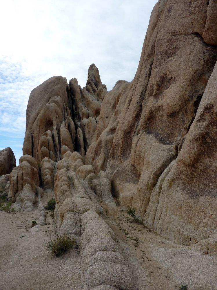 joshua tree national park (36).JPG